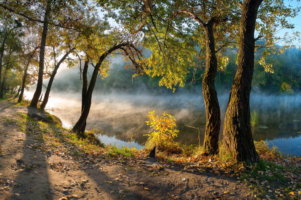 A misty lake at sunrise with trees in the foreground