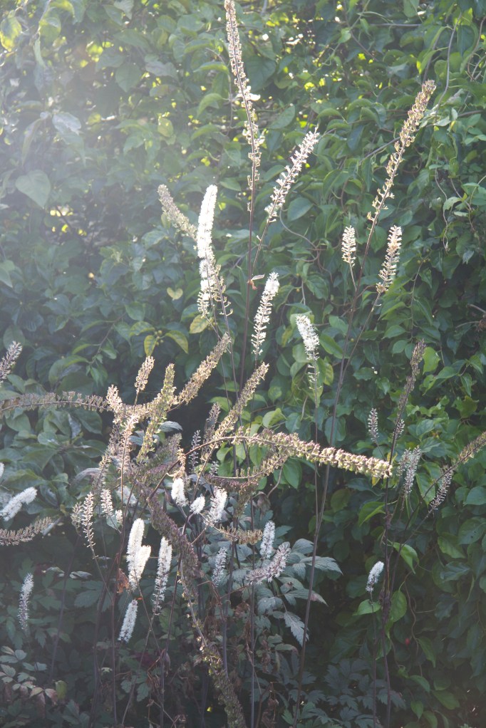 Actaea