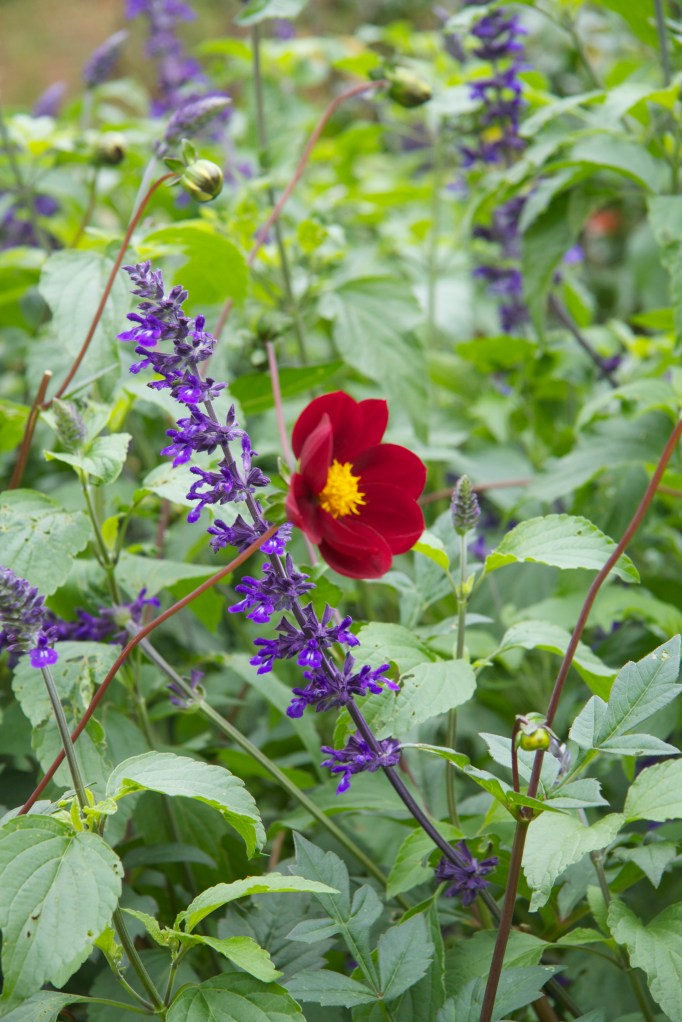 indigo spores and mexican black