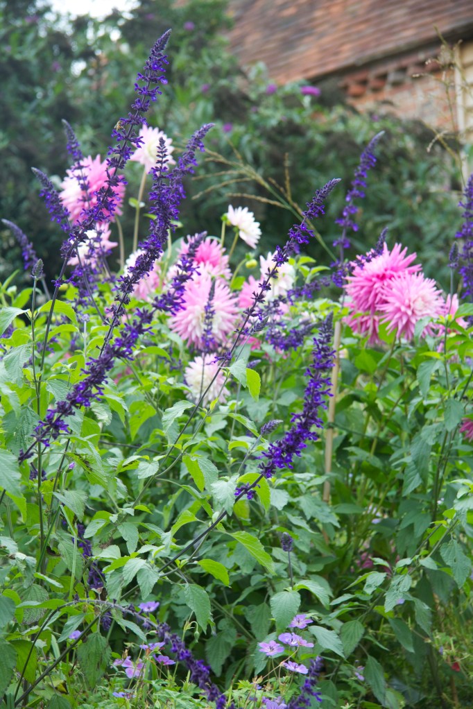 salvia indigo spires and dahlia 'Hillcrest Candy'