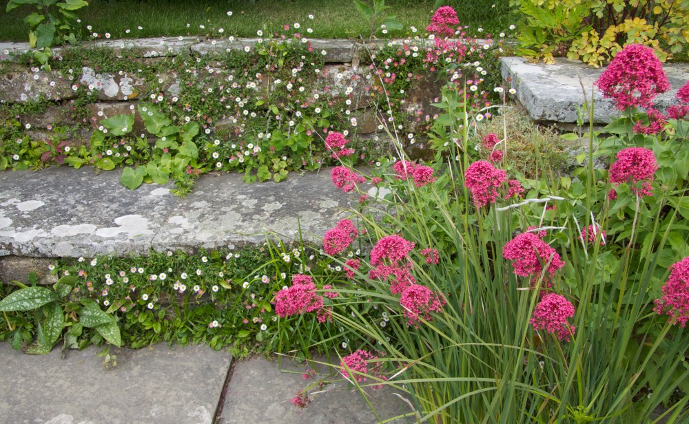 centranthus erigeron