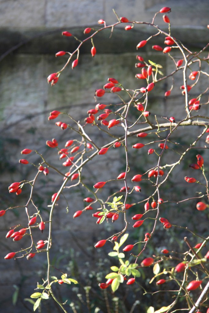 rosa moyesii close up