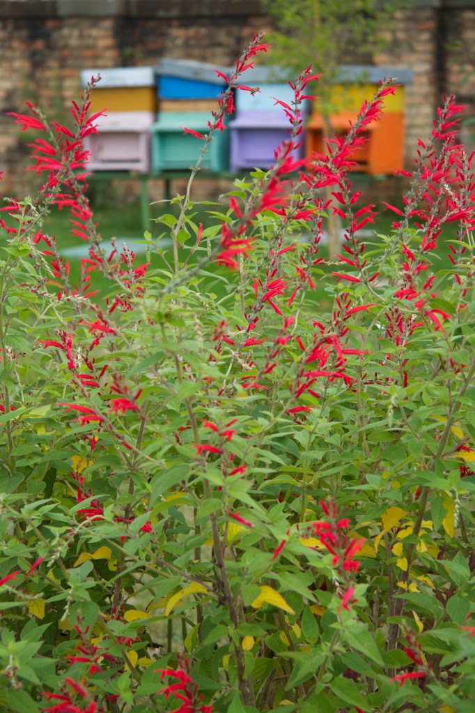 salvia and beehive