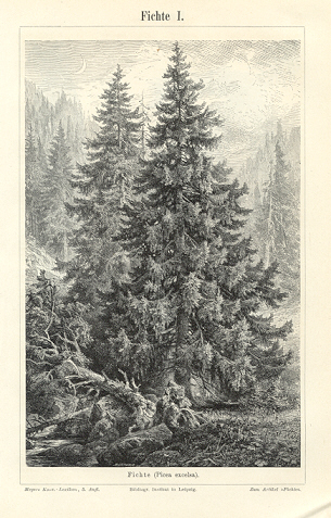 0527533k6-Fichte1