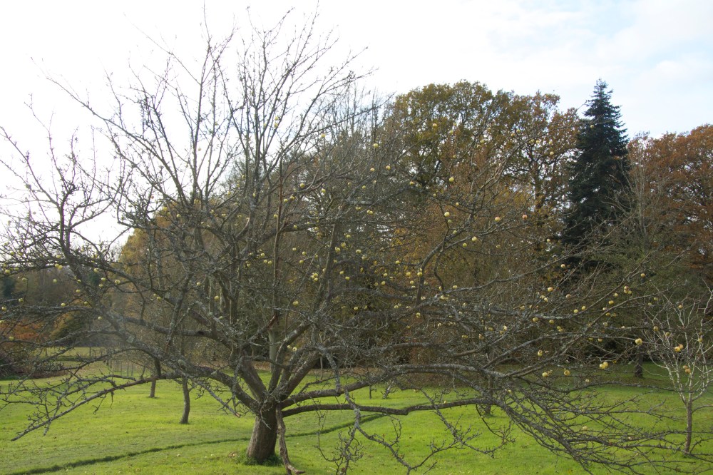 apple and christmas tree