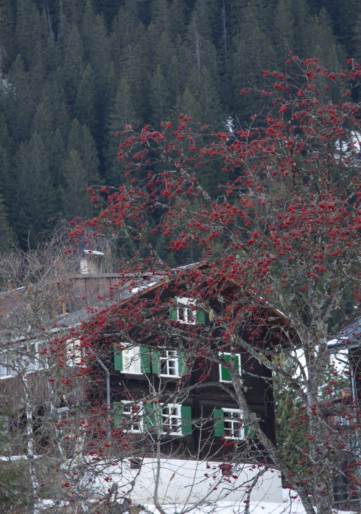 green shutter house plus rowan
