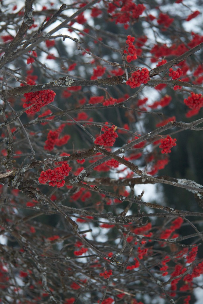 rowan berries