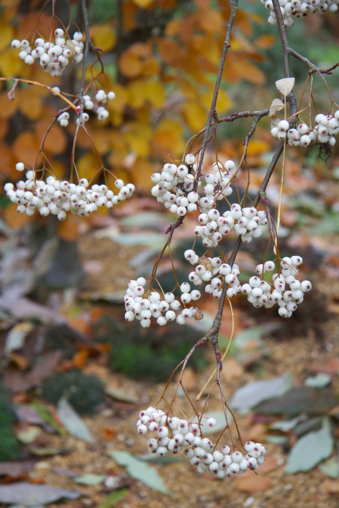 sorbus ursina