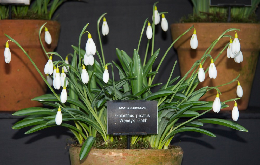 another wendy's gold