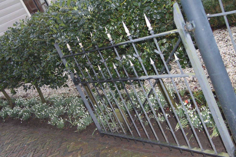 broek snowdrops closeup