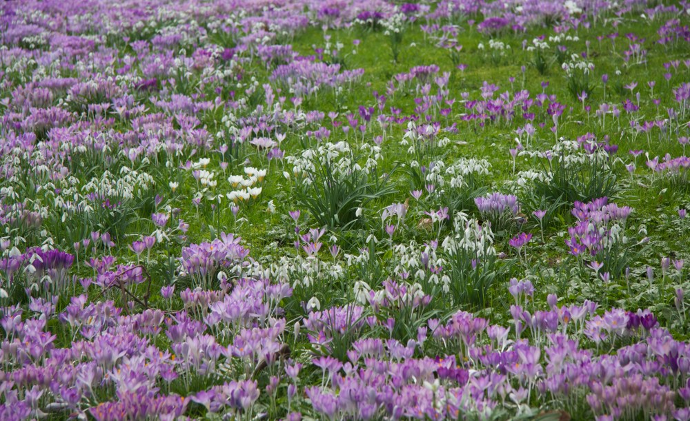 close up massed flowers