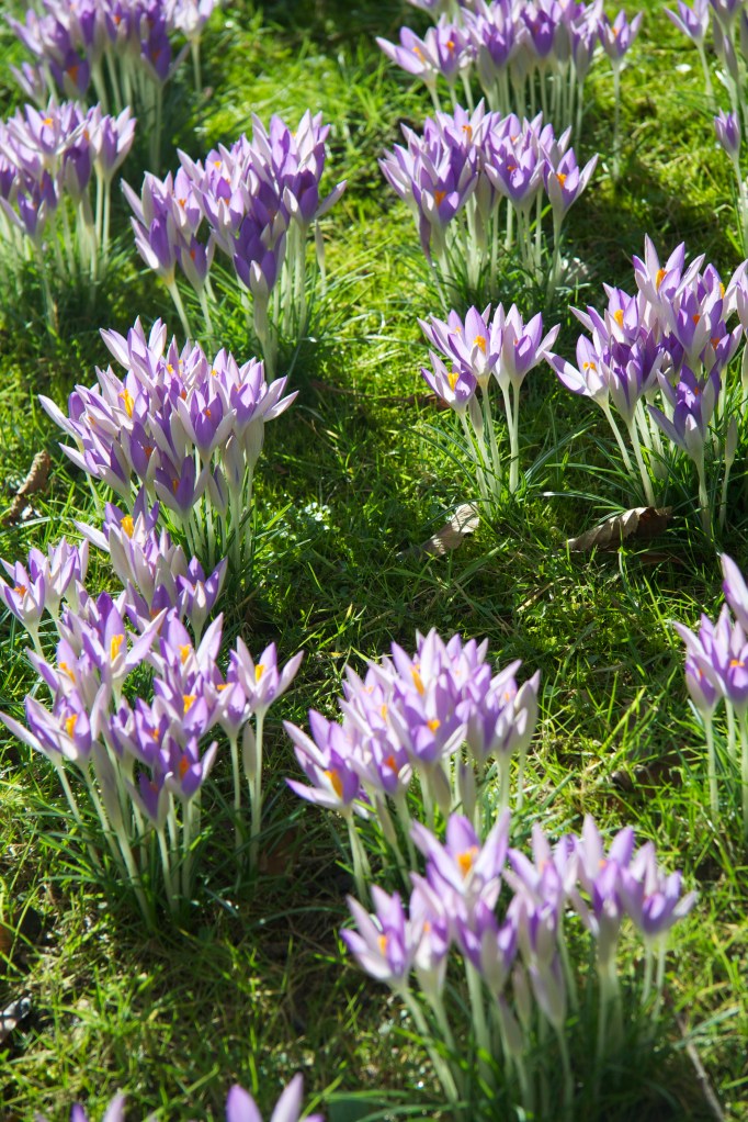purple crocous close up