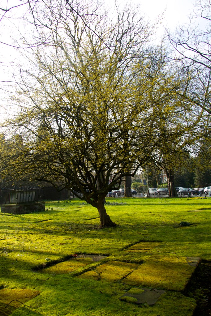 cornelian plus graves