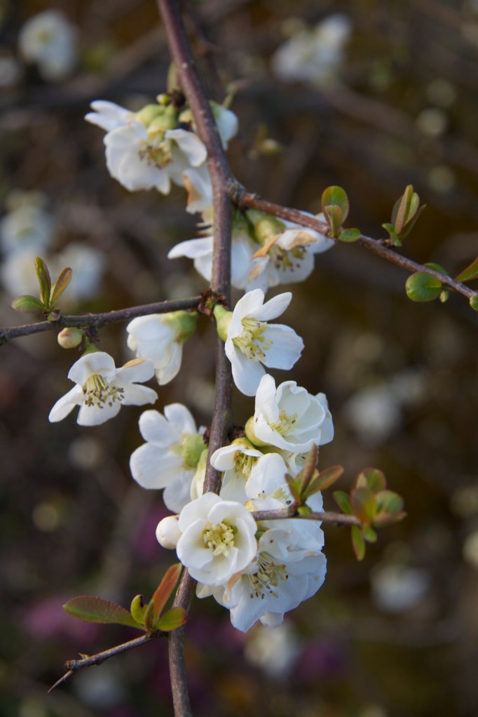 close up chaenomeles