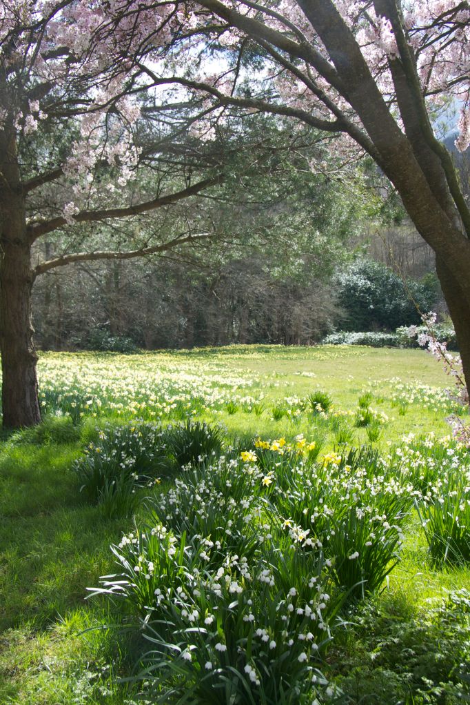 framed leucojum take two
