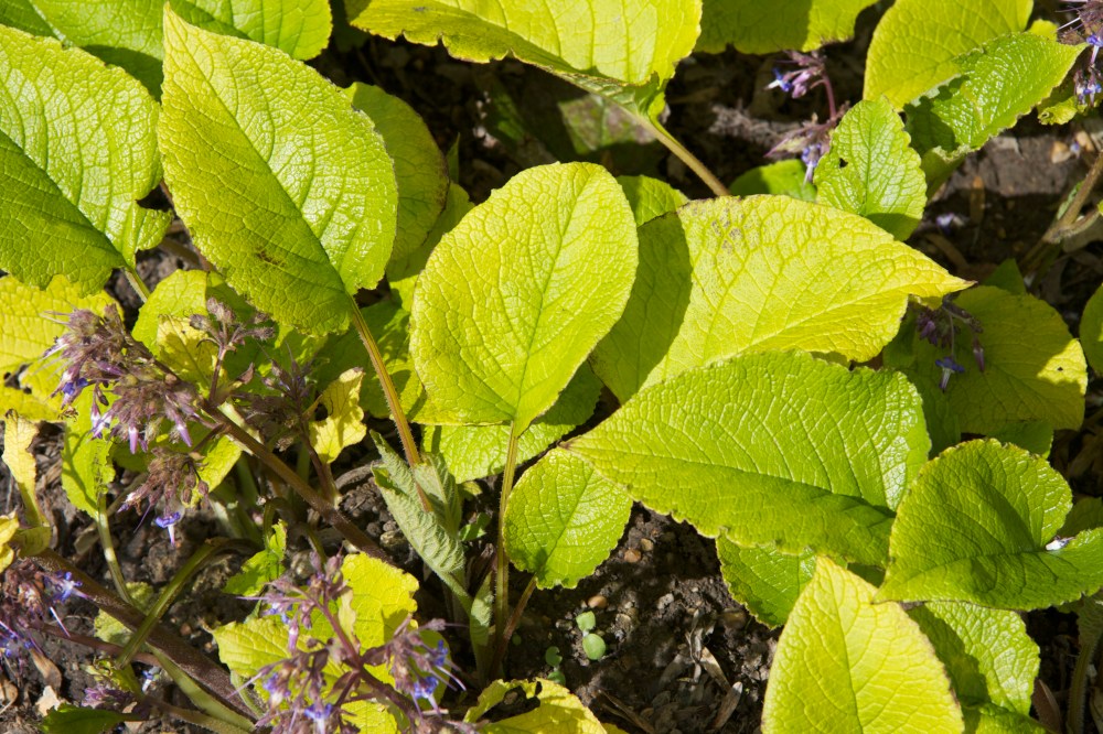 trachestemon close up