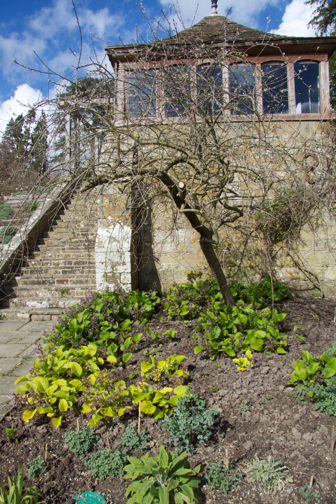 trachestemon gravetye