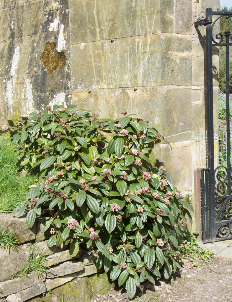 viburnum davidii