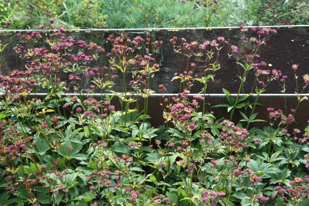 ASTRANTIA AND CORTEN