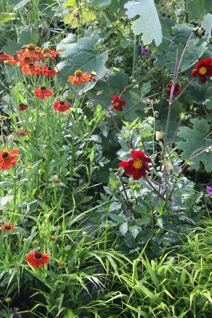 dahlia , machalya, helenium and hakenacloa