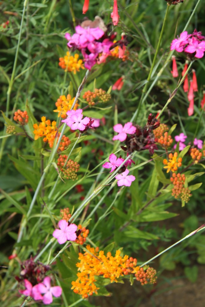 dianthus pentstemon and orange one