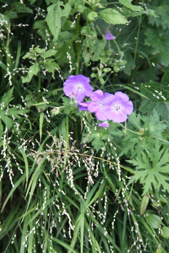 melica and blue geranium