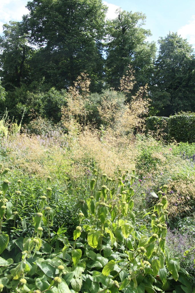 phlomis and stipa light