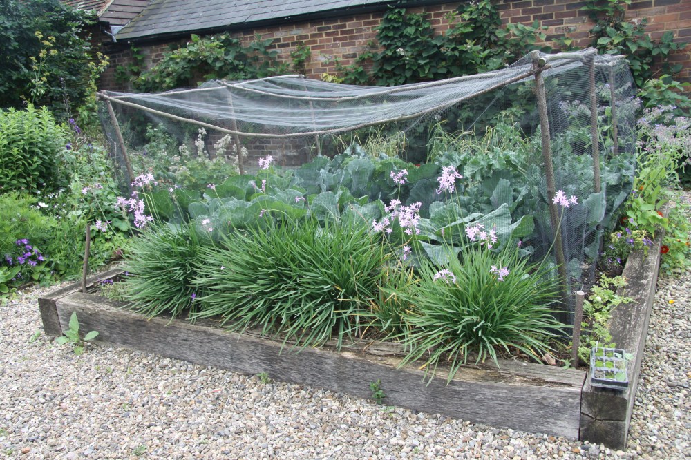 tulbaghia against cabbage