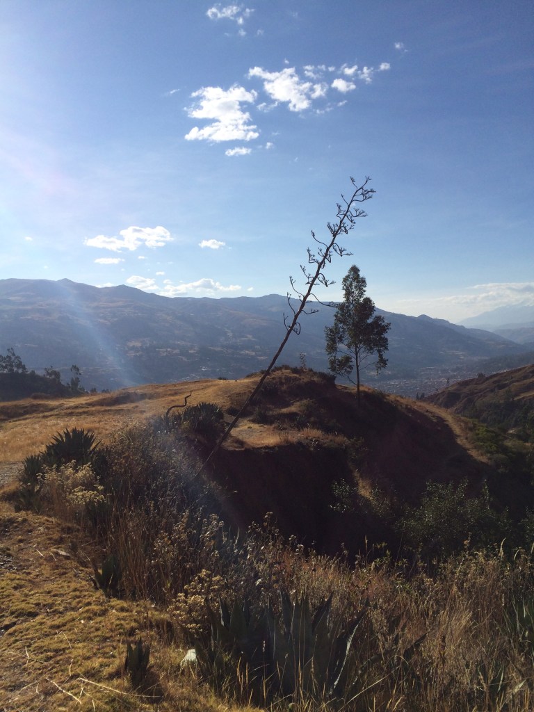 agave americana 58high A