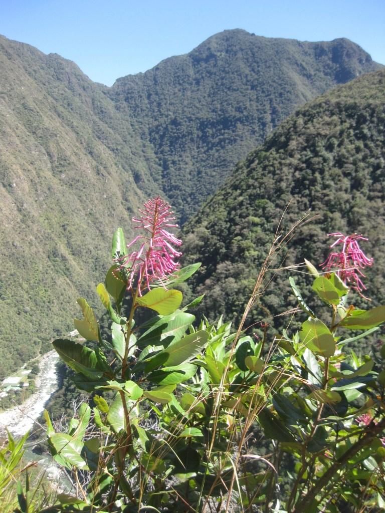 llama llama 52 shrubs