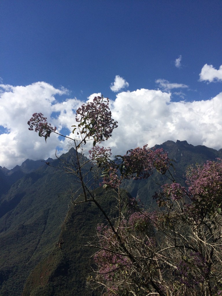 machu pichu shrub