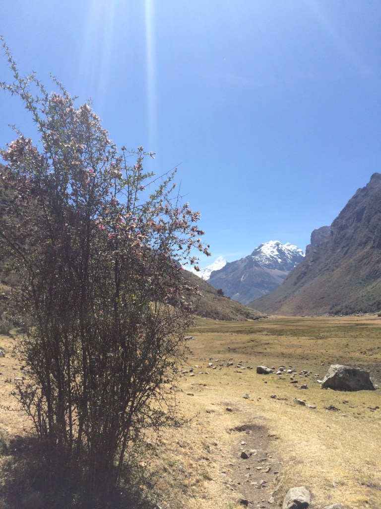 startrite  walk with shrub