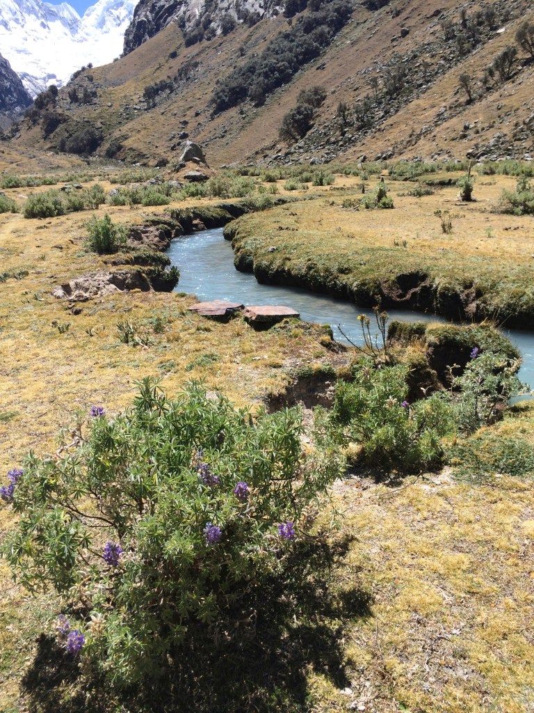 tree lupin plus stream
