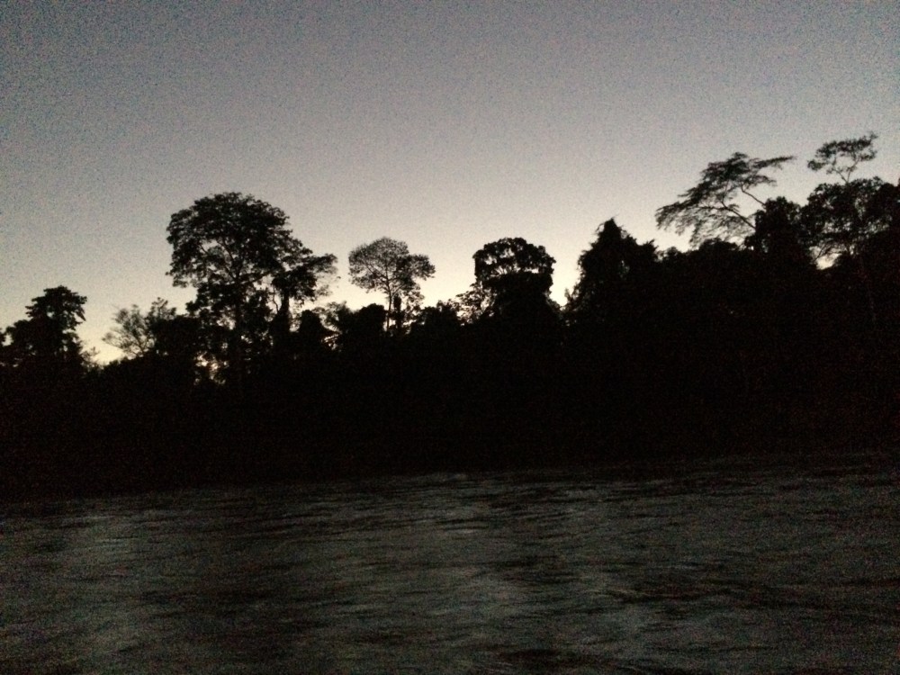 woodcut silhouette trees