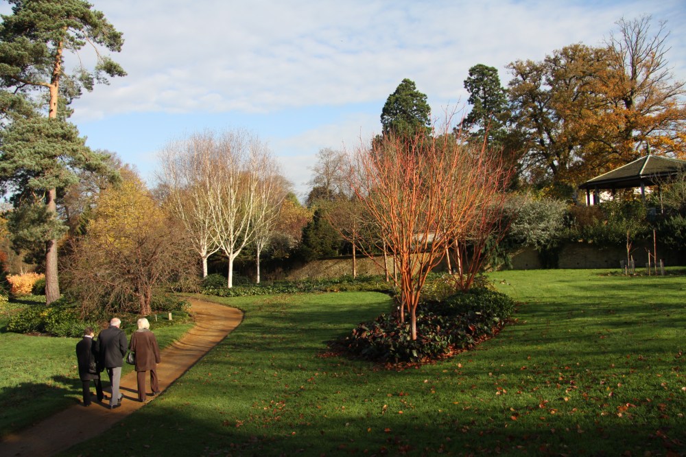 Ihorrid rubbber tree