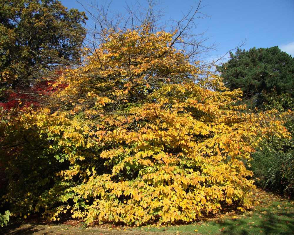 parrotia persica establish