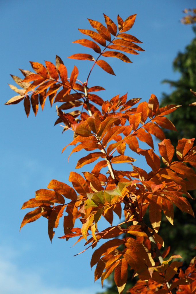 saville sorbus against sky