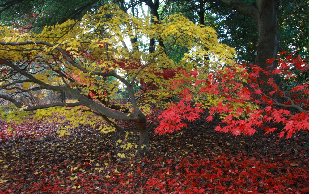 sweeping yellow with red burst