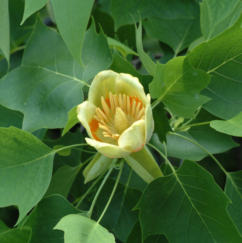 Tuliptree_flower