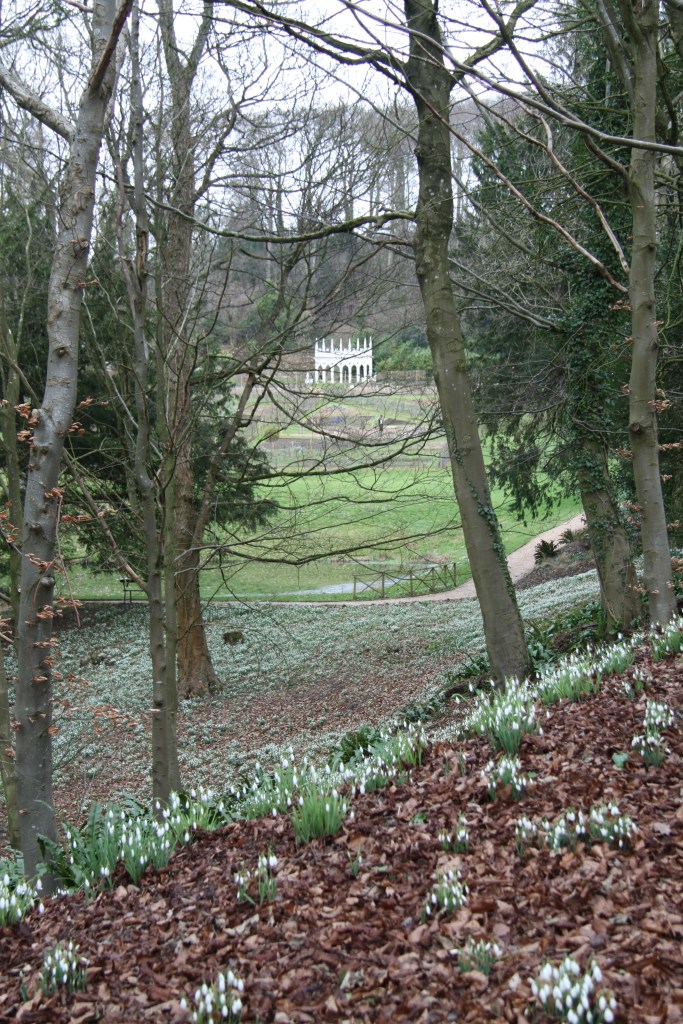 edcendera thru snowdrops