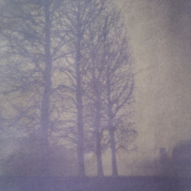 MIDNIGHT ECLIPSE SWEET PEA_VERSAILLES