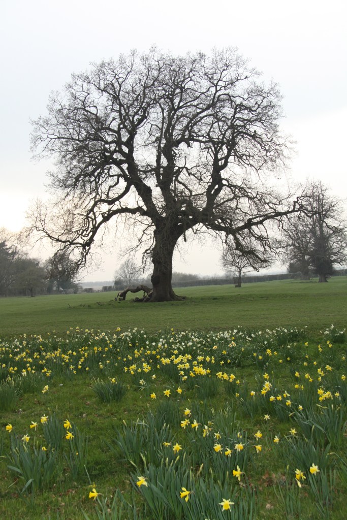 oak tree and narcissus