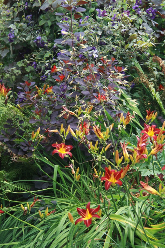 day lily and cotinus