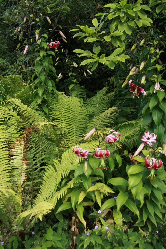 lily and fern establish