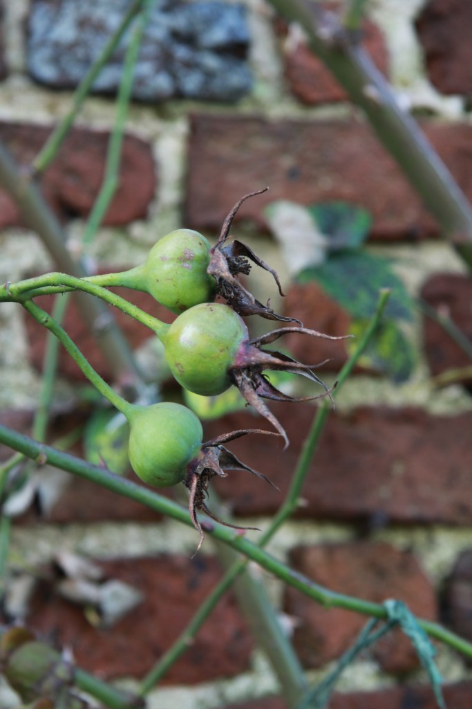 rose hips