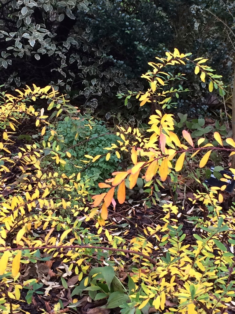 colouring berberis 2