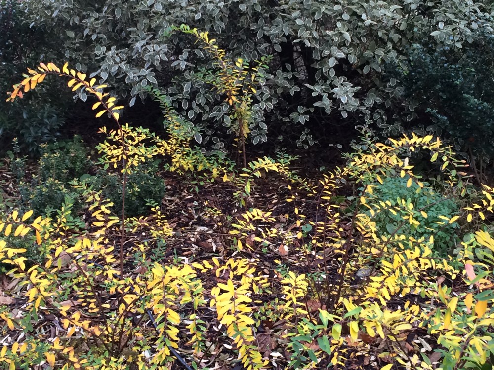 colouring berberis?