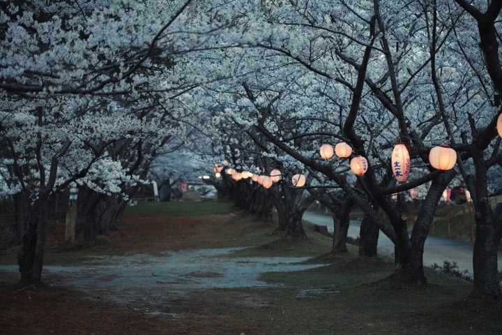 japanese-lanterns-in-park-full-of-sakura-trees_16