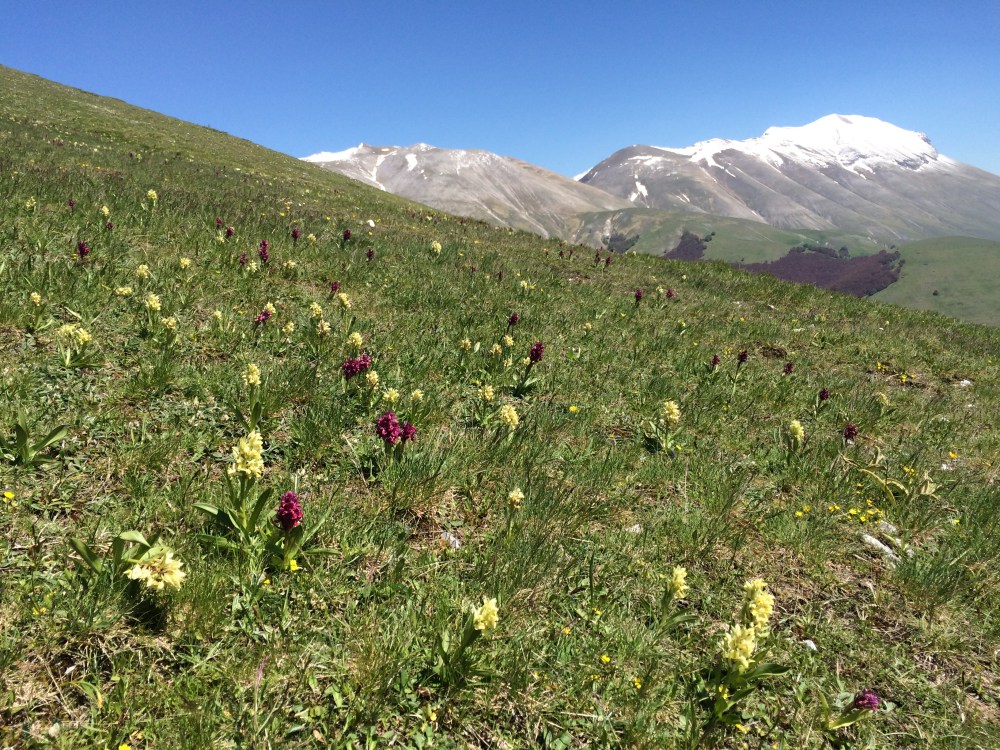 iphoto orchids mountains