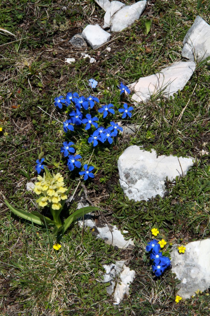 orchid gentian close up